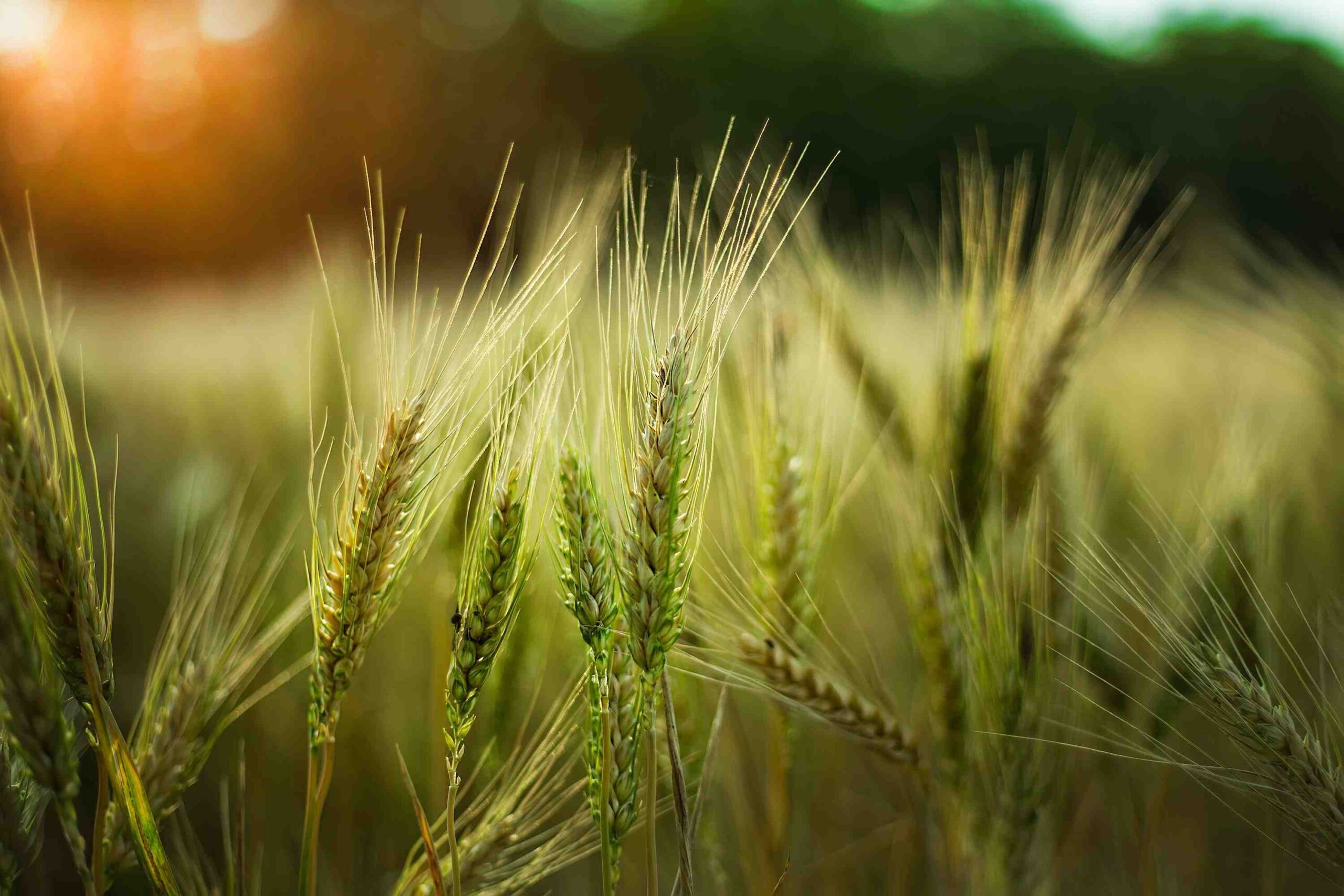 selective-focus-shot-of-some-wheat-in-field