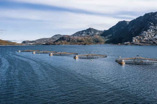 Farm salmon fishing in Norway. Norway is the biggest producer of farmed salmon in the world, with more than one million tonnes produced each year.