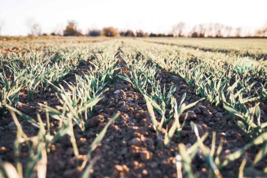 CENTRAL-SEGUROS-agroseguros-seguros-agricolas