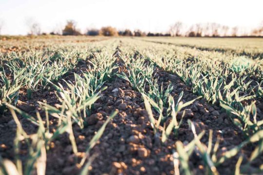 CENTRAL-SEGUROS-agroseguros-seguros-agricolas