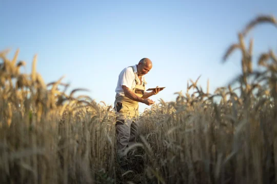 portrait-senior-farmer-agronomist-wheat-field-checking-crops-before-harvest-holding-tablet-computer
